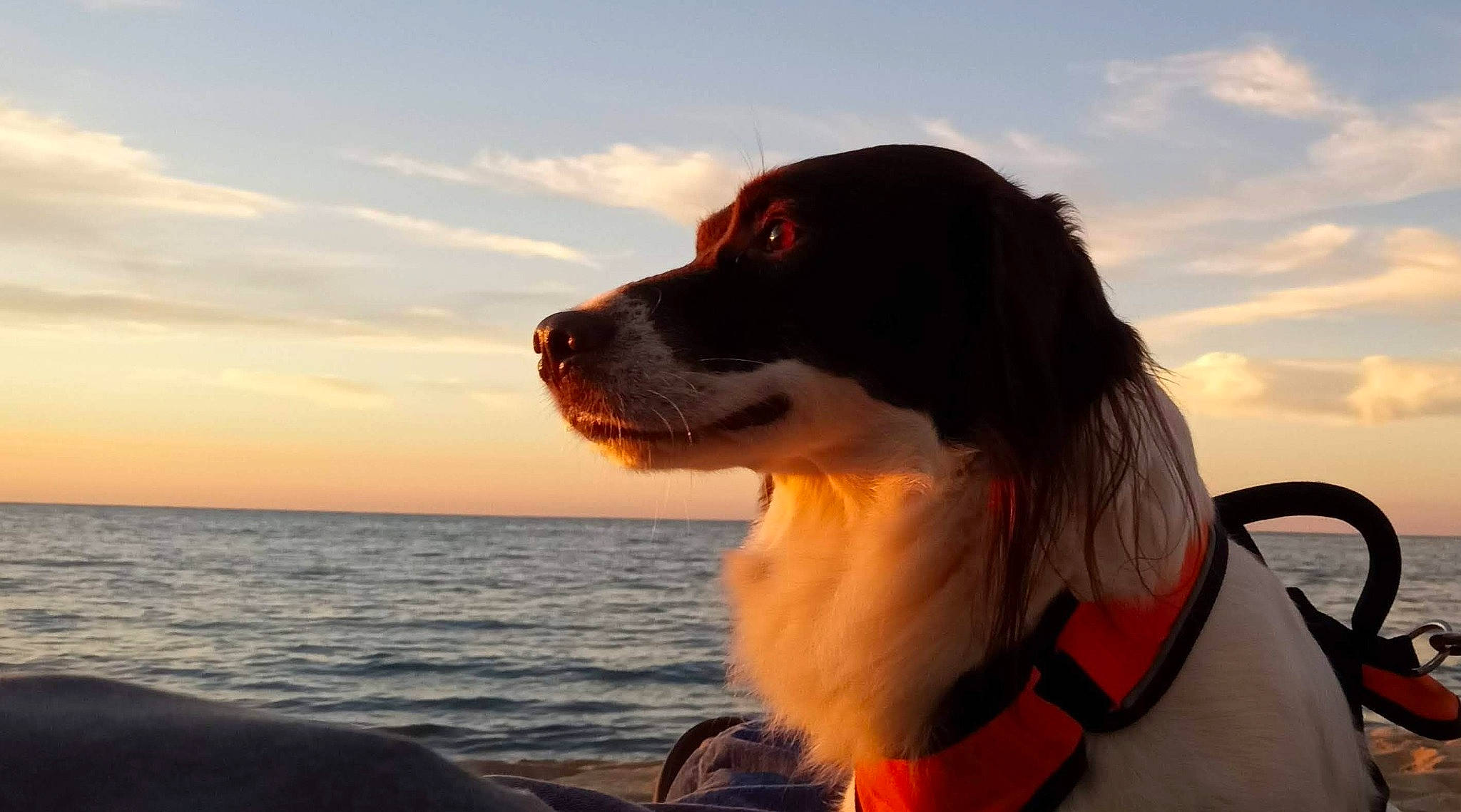 Ziggy joined the competition — help win amazing prizes! canidae, carnivore, cloud, collar, companion_dog, dog, dog_breed, dog_collar, fun, fur, gun_dog, happy, horizon, lake, ocean, sky, snout, sporting_group, water, working_dog