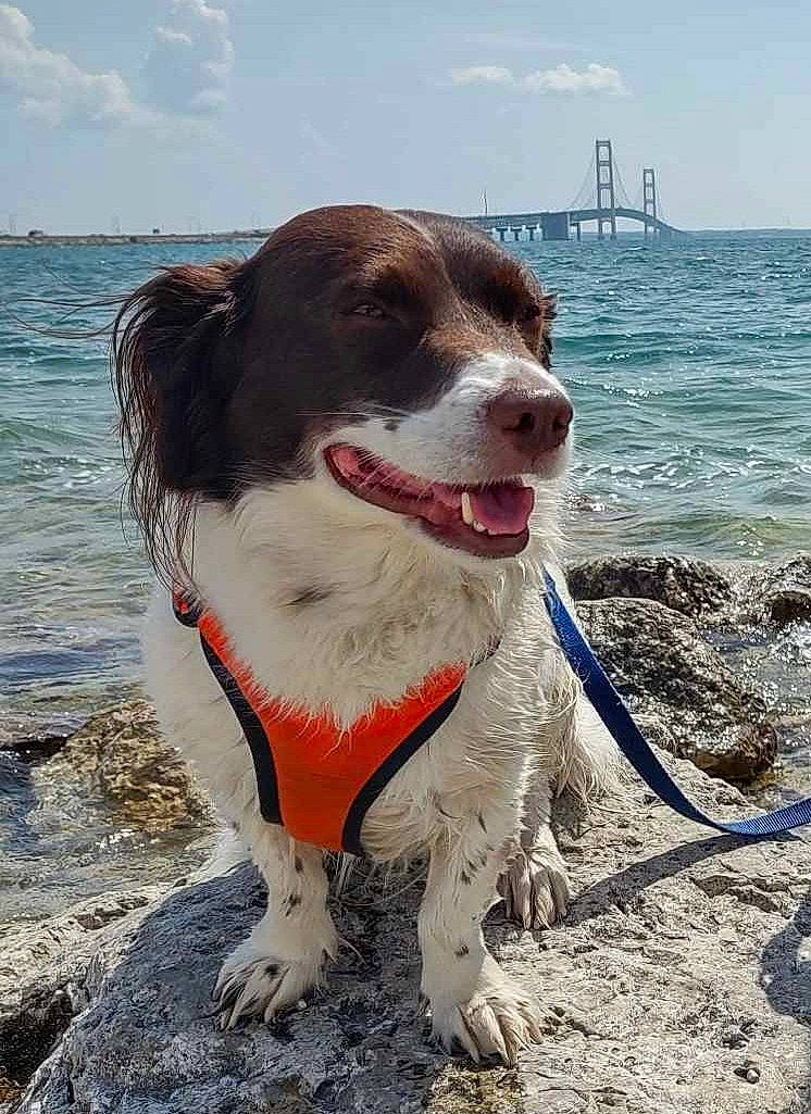 Ziggy is registered to the contest to win money with this photo: beach, canidae, carnivore, cloud, collar, companion_dog, dog, dog_breed, dog_collar, dog_supply, fun, gun_dog, lake, leash, ocean, sky, snout, sporting_group, walking, water