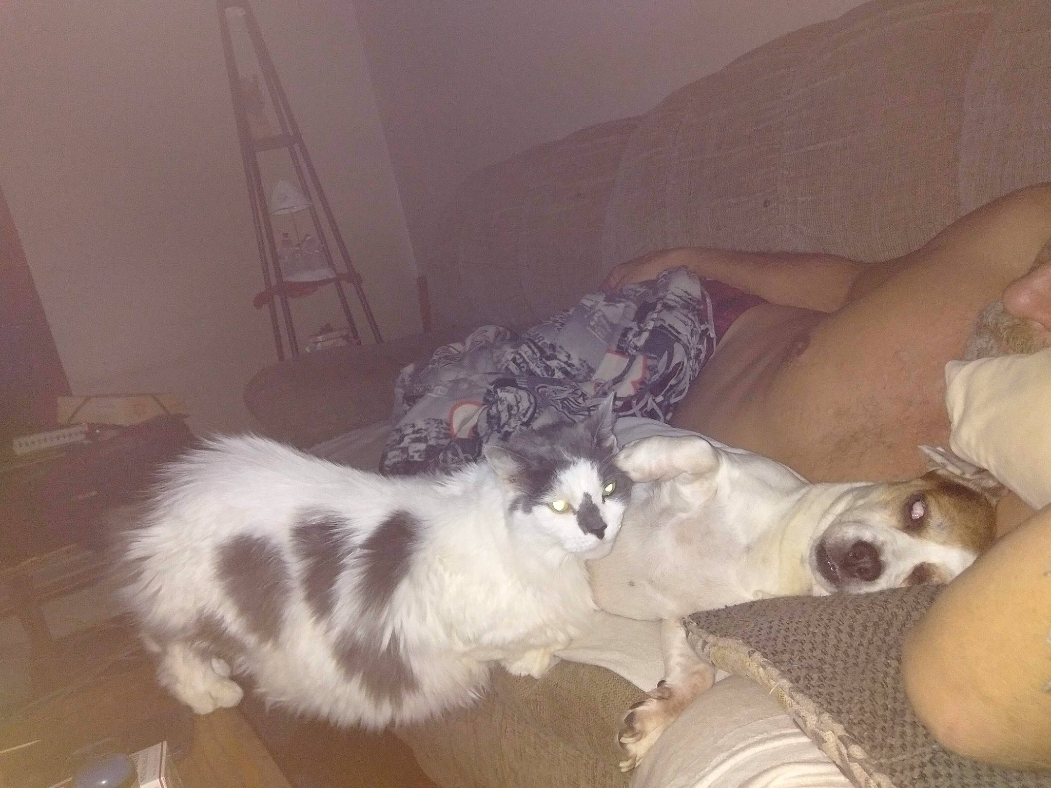 Tootse joined the competition — help win amazing prizes! borzoi, carnivore, comfort, companion_dog, couch, dog, dog_breed, felidae, fur, lap, paw, silken_windhound, small_to_medium_sized_cats, sporting_group, tail, toy_dog, whiskers, working_animal