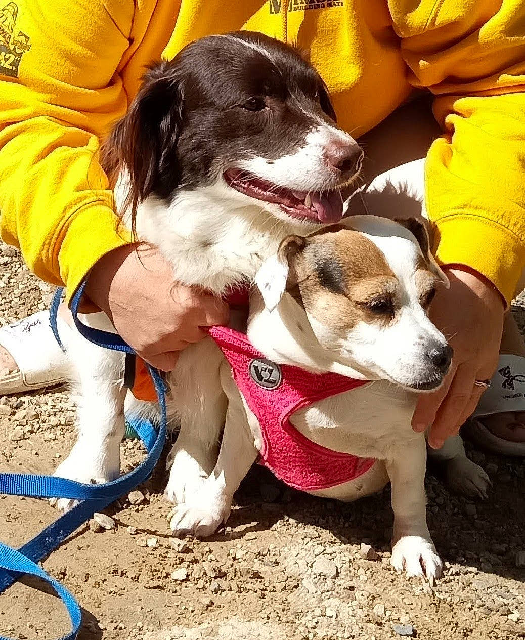 Tootse is registered to the contest to win money with this photo: canidae, carnivore, collar, companion_dog, dog, dog_breed, dog_supply, foot, happy, leash, paw, pet_supply, shoe, sneakers, snout, soil, sporting_group, working_animal