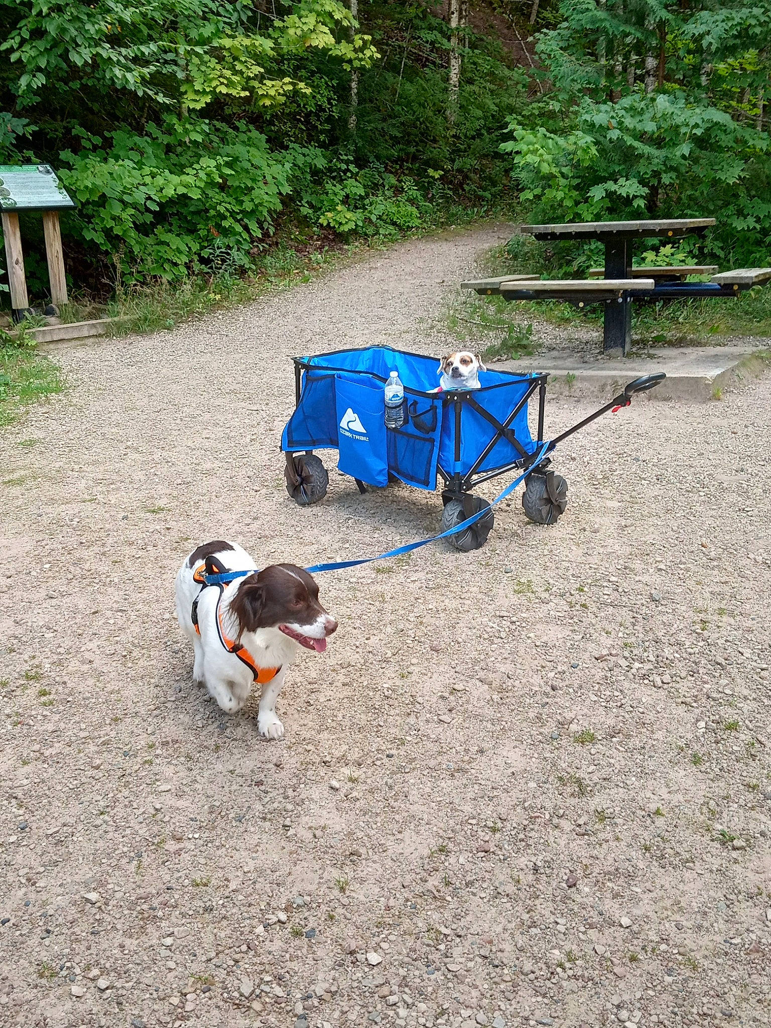 Tootse joined the competition — help win amazing prizes! asphalt, bench, carnivore, cart, companion_dog, dog, dog_breed, dog_supply, grass, leisure, mammal, outdoor_furniture, pet_supply, plant, road_surface, tire, tree, vertebrate, wheel, working_animal