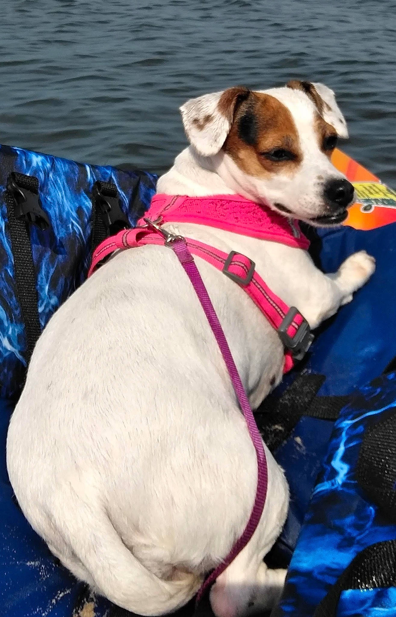 Tootse is registered to the contest to win money with this photo: adventure, canidae, carnivore, collar, companion_dog, dog, dog_breed, dog_clothes, dog_collar, dog_supply, fashion_accessory, fawn, leash, non_sporting_group, pet_supply, rampur_greyhound, snout, sporting_group, water, working_animal