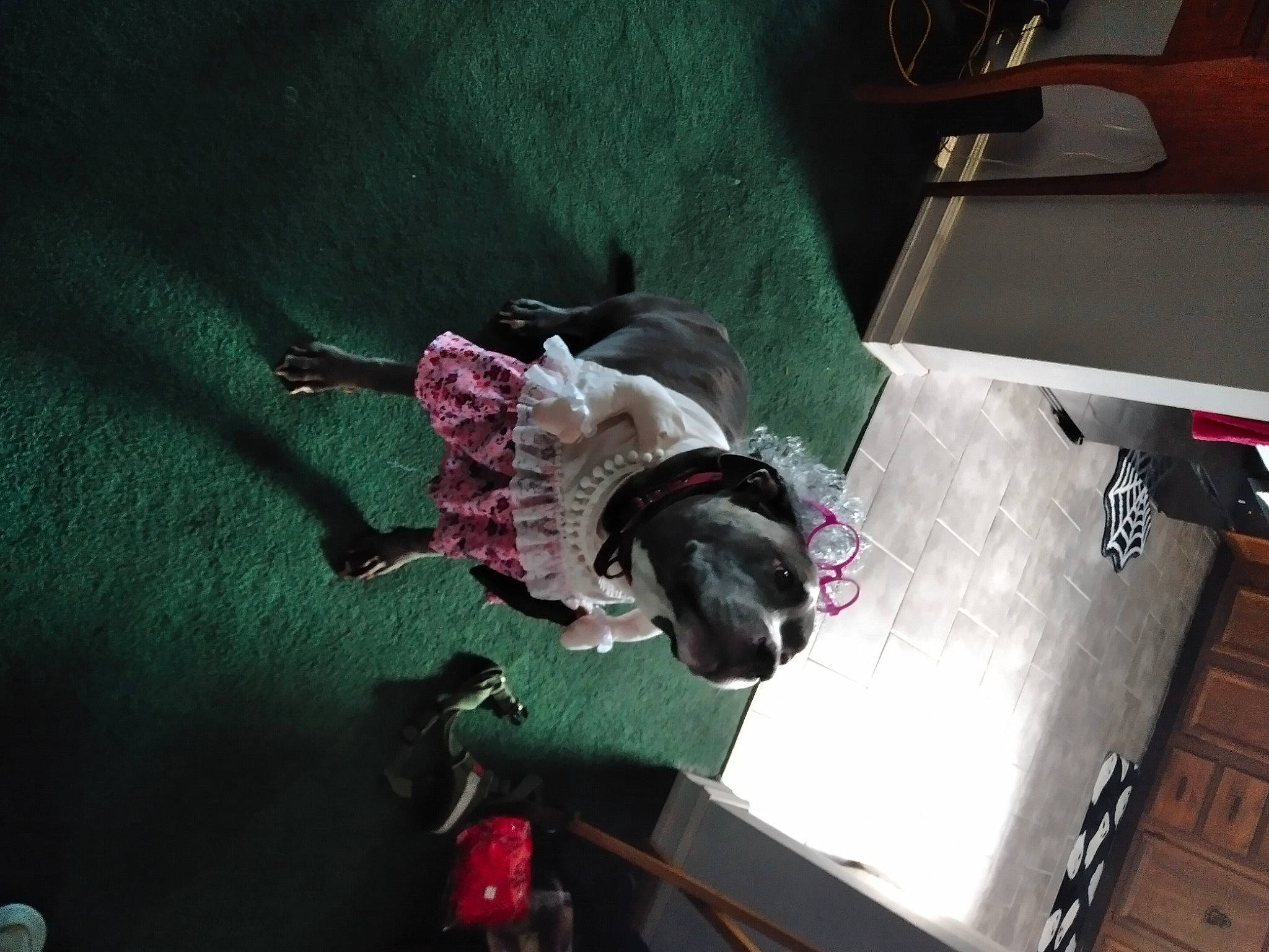 Miss Jade is registered to the contest to win money with this photo: art, canidae, carmine, companion_dog, desk, dog, fashion_accessory, felidae, flesh, flooring, fur, machine, magenta, purple, room, small_to_medium_sized_cats, sporting_group, table, tail, visual_arts