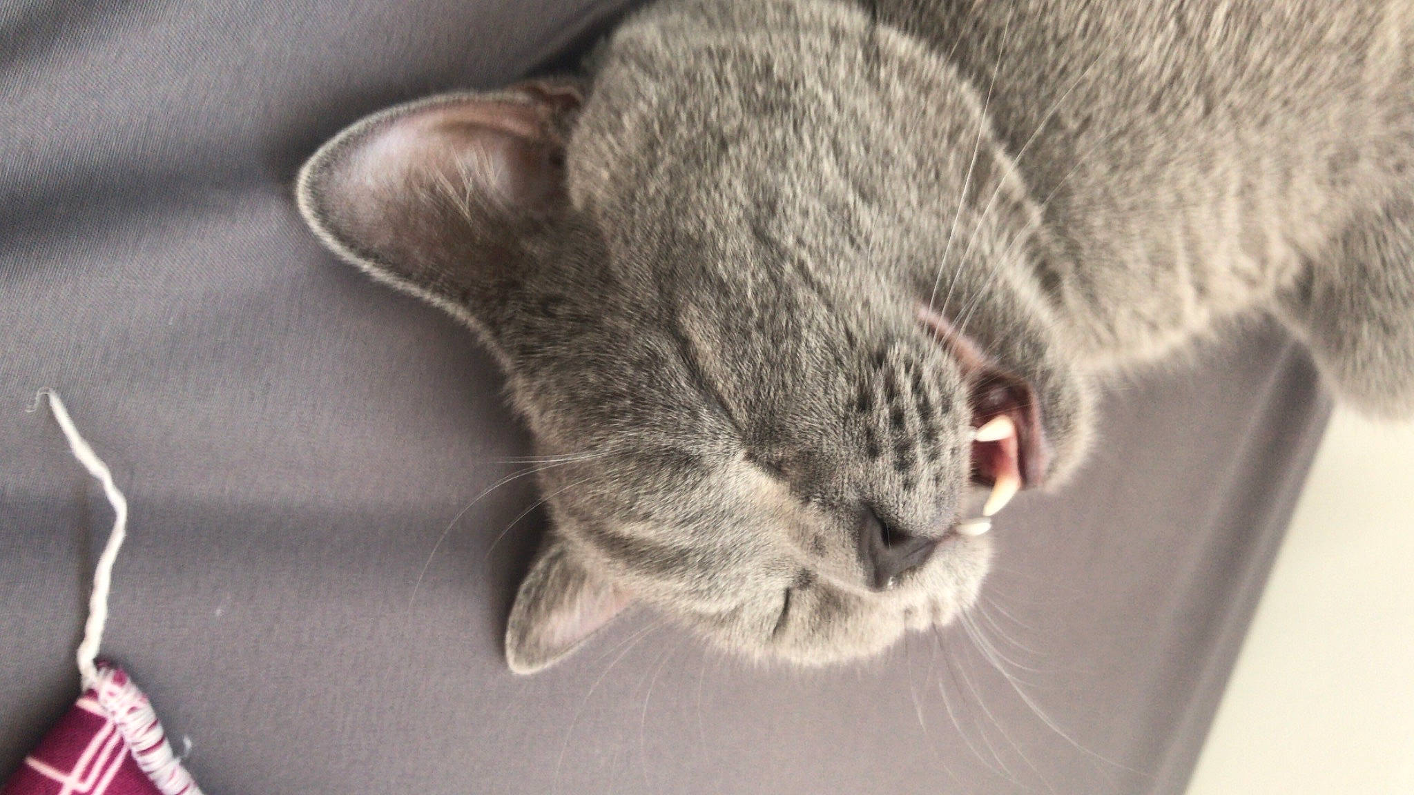 Tyrion participe au concours pour gagner de l'argent avec cette photo : carnivore, cat, chartreux, claw, comfort, domestic_short_haired_cat, ear, felidae, fur, grey, nap, paw, sleep, small_to_medium_sized_cats, snout, tail, whiskers