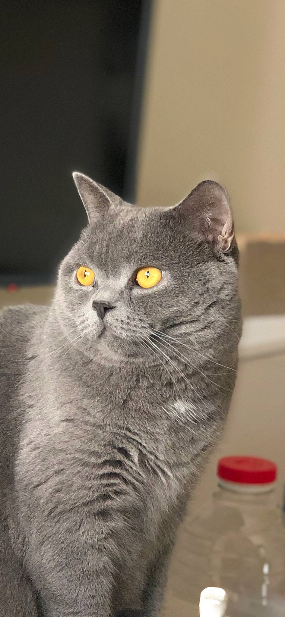 Tyrion participe au concours pour gagner de l'argent avec cette photo : bottle, carnivore, cat, domestic_short_haired_cat, felidae, fur, grey, plastic_bottle, russian_blue, small_to_medium_sized_cats, snout, terrestrial_animal, water_bottle, whiskers