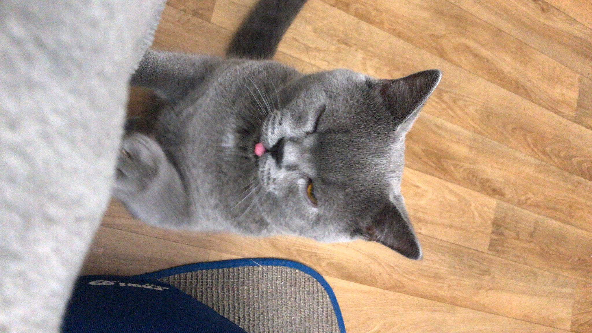 Tyrion a rejoint le concours — aidez-le/la à gagner de superbes lots ! carnivore, cat, comfort, domestic_short_haired_cat, ear, felidae, flooring, fur, grey, hardwood, laminate_flooring, plank, russian_blue, small_to_medium_sized_cats, tail, varnish, whiskers, wood, wood_flooring, wood_stain