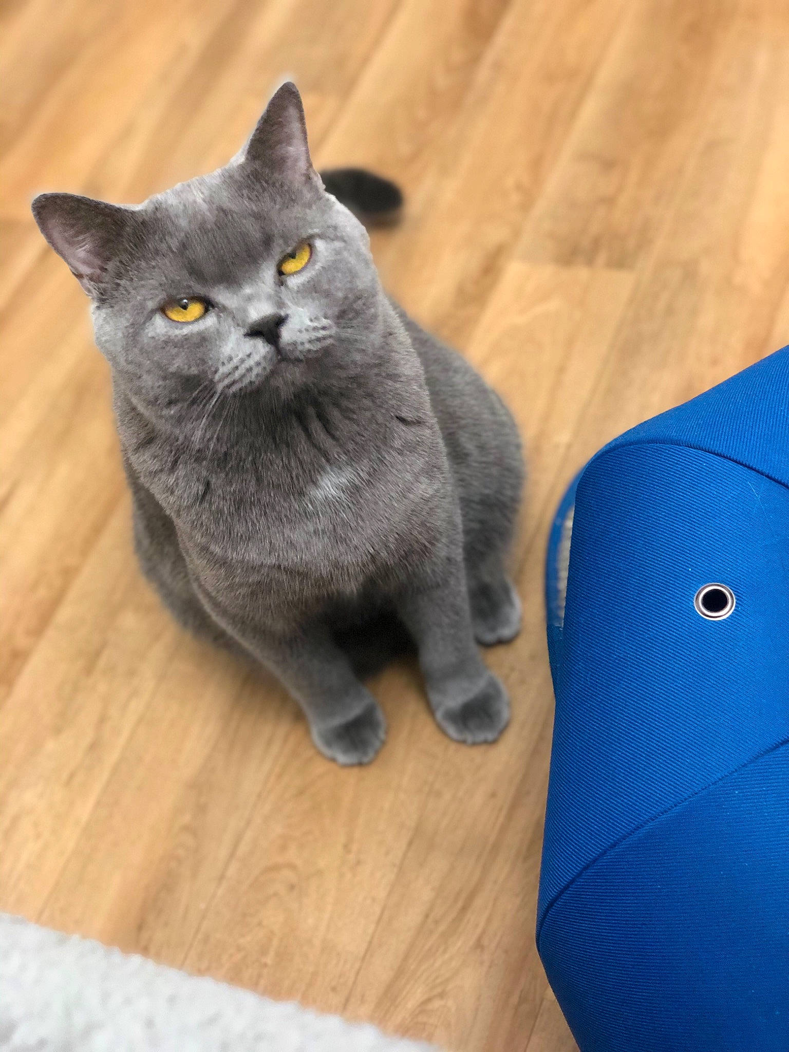 Tyrion participe au concours pour gagner de l'argent avec cette photo : black_cat, blue, carnivore, cat, comfort, domestic_short_haired_cat, electric_blue, felidae, flooring, fur, grey, hardwood, russian_blue, small_to_medium_sized_cats, snout, tail, whiskers, wood, wood_flooring, wood_stain