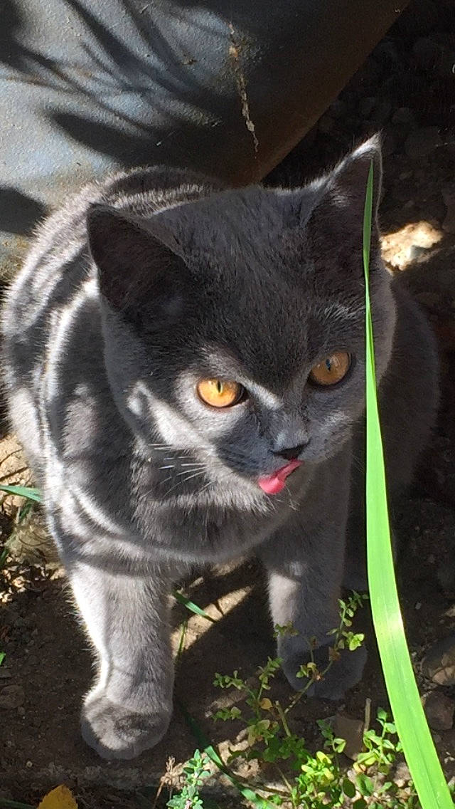 Tyrion participe au concours pour gagner de l'argent avec cette photo : black_cat, carnivore, cat, domestic_short_haired_cat, felidae, fur, grass, grey, mammal, plant, sitting, small_to_medium_sized_cats, snout, tail, terrestrial_animal, vertebrate, whiskers, wildlife