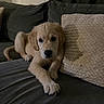 puppy, dog, golden_retriever, pet, animal, fluffy, golden_fur, lying_down, couch, sofa, pillow, indoor, home, portrait, close_up, dark_background, cute, calm, paws, photography