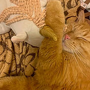 Udon joined the competition — help win amazing prizes! animal, blanket, cat, closeup, comfort, cozy, cute, feline, fur, indoor, orange_cat, paw, pet, plush_toy, relaxing, resting, sleeping, soft, tabby, whiskers