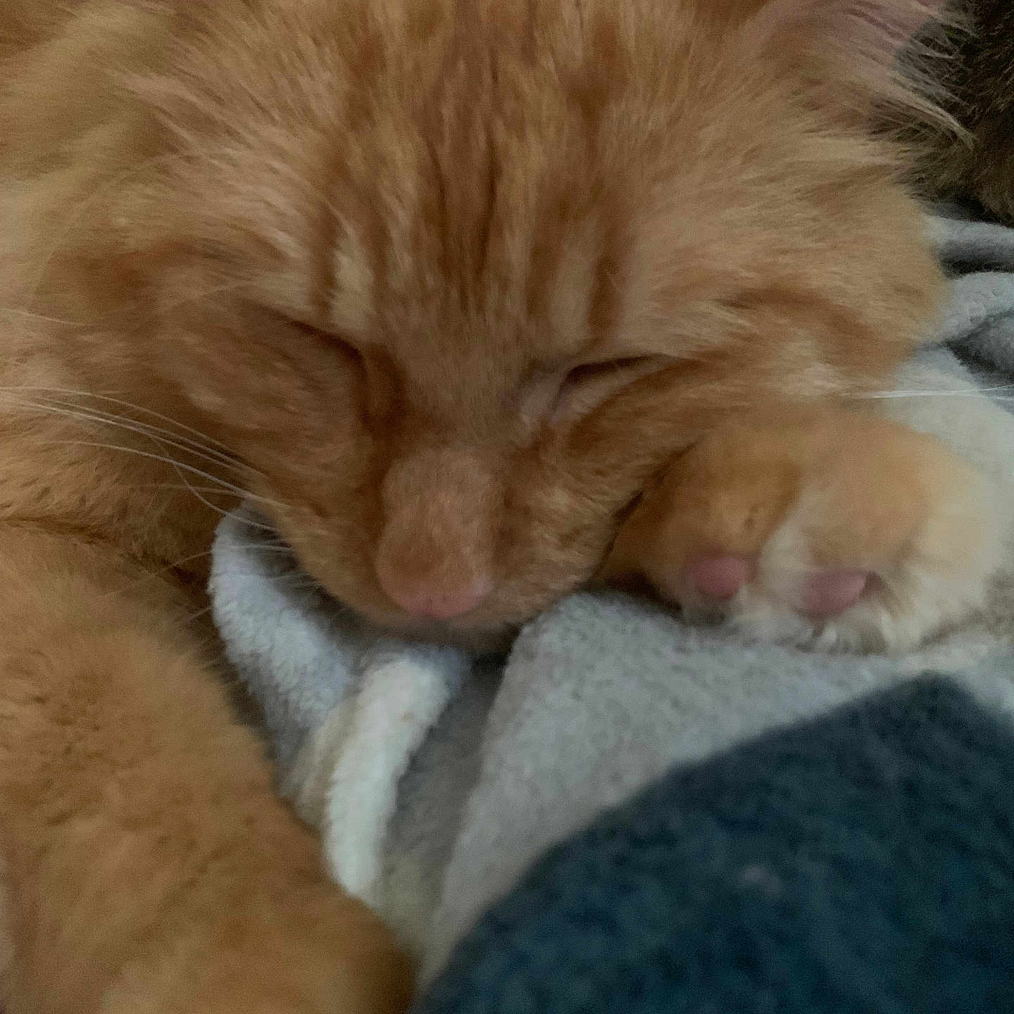 Udon is registered to the contest to win money with this photo: animal, blanket, cat, close_up, cozy, cute, domestic_cat, face, feline, fluffy, fur, ginger_cat, indoors, paw, pet, relaxation, resting, sleeping, soft, whiskers