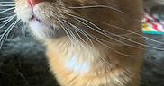 Udon joined the competition — help win amazing prizes! alert, animal, background_blur, cat, close_up, curious, cute, domestic_cat, feline, fur, green_eyes, indoor, indoor_lighting, muzzle, nose, orange_tabby, pet, portrait, soft_fur, whiskers