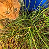 Udon joined the competition — help win amazing prizes! animal, background, blue_container, cat, closeup, curious, ears, eyes, feline, grass, greenery, leaves, nature, orange_tabby, outdoor, pet, plant, sunlight, whiskers, yard