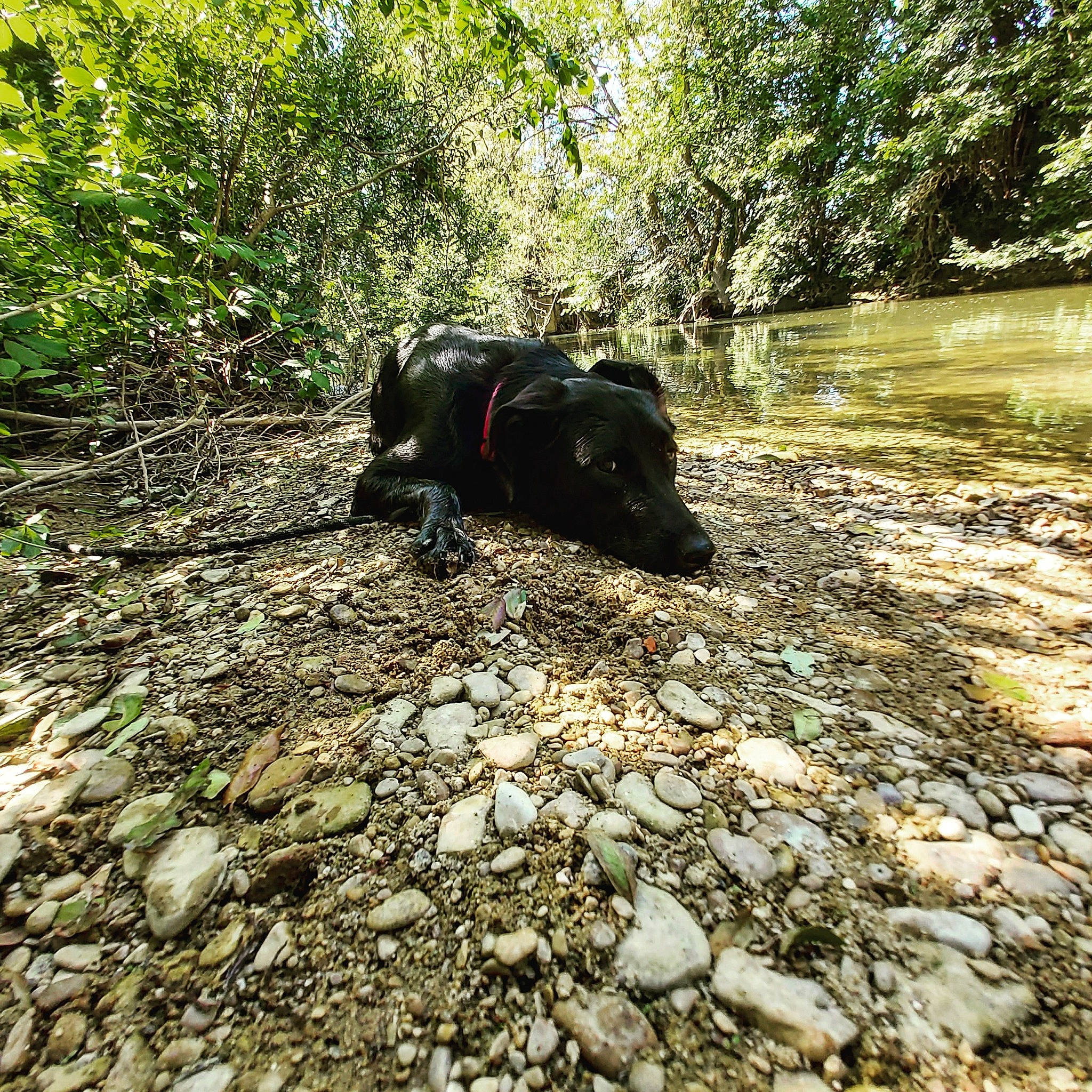 Giny a rejoint le concours — aidez-le/la à gagner de superbes lots ! adventure, bank, canidae, flat_coated_retriever, forest, geological_phenomenon, hunting_dog, labrador_retriever, mud, rock, soil, sporting_group, stream, trail, tree, walking, watercourse, working_animal