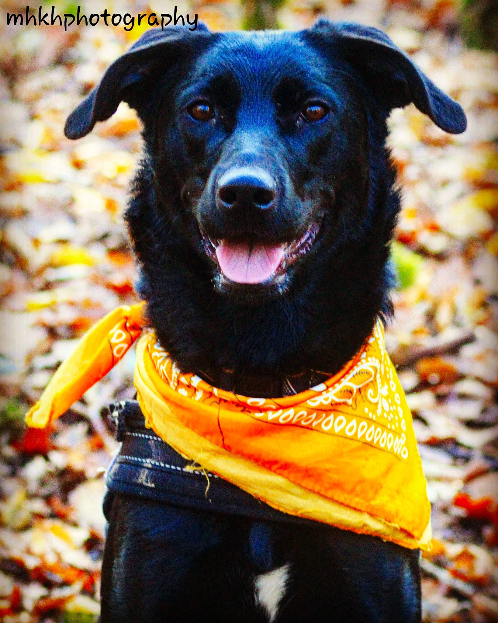 Giny a rejoint le concours — aidez-le/la à gagner de superbes lots ! autumn, belt, canidae, carnivore, collar, companion_dog, deciduous, denim, dog, dog_breed, dog_clothes, dog_collar, dog_supply, hunting_dog, orange, pet_supply, snout, sporting_group, whiskers, working_animal