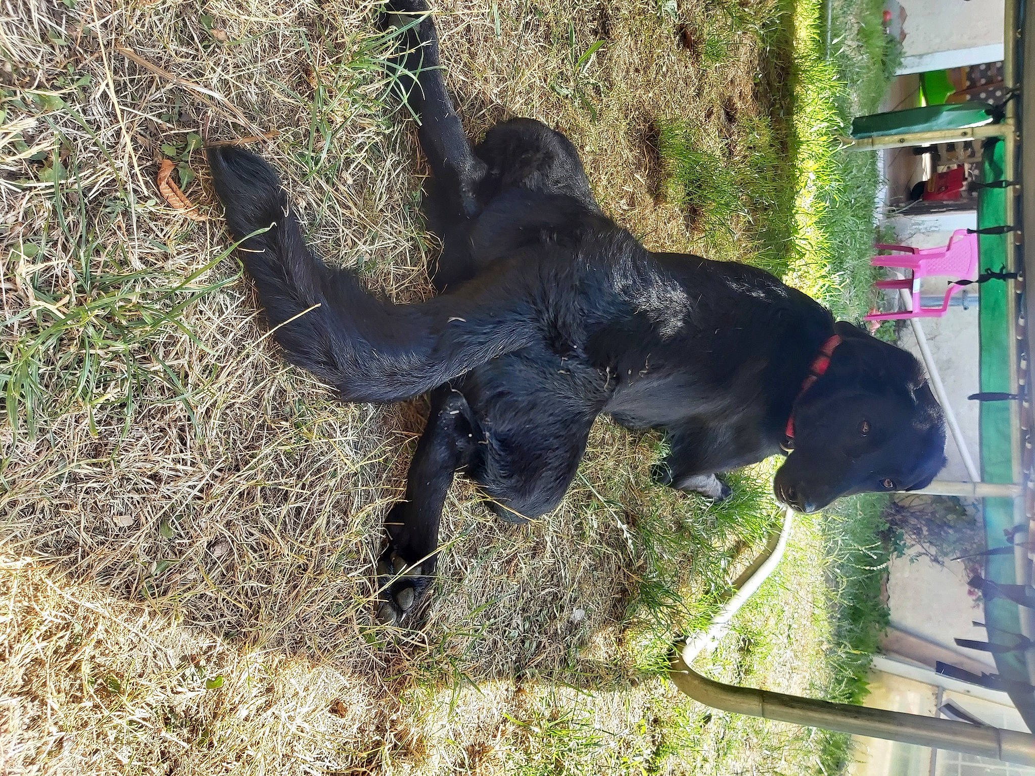 Giny participe au concours pour gagner de l'argent avec cette photo : canidae, carnivore, dog, dog_breed, flat_coated_retriever, guard_dog, sporting_group, tail
