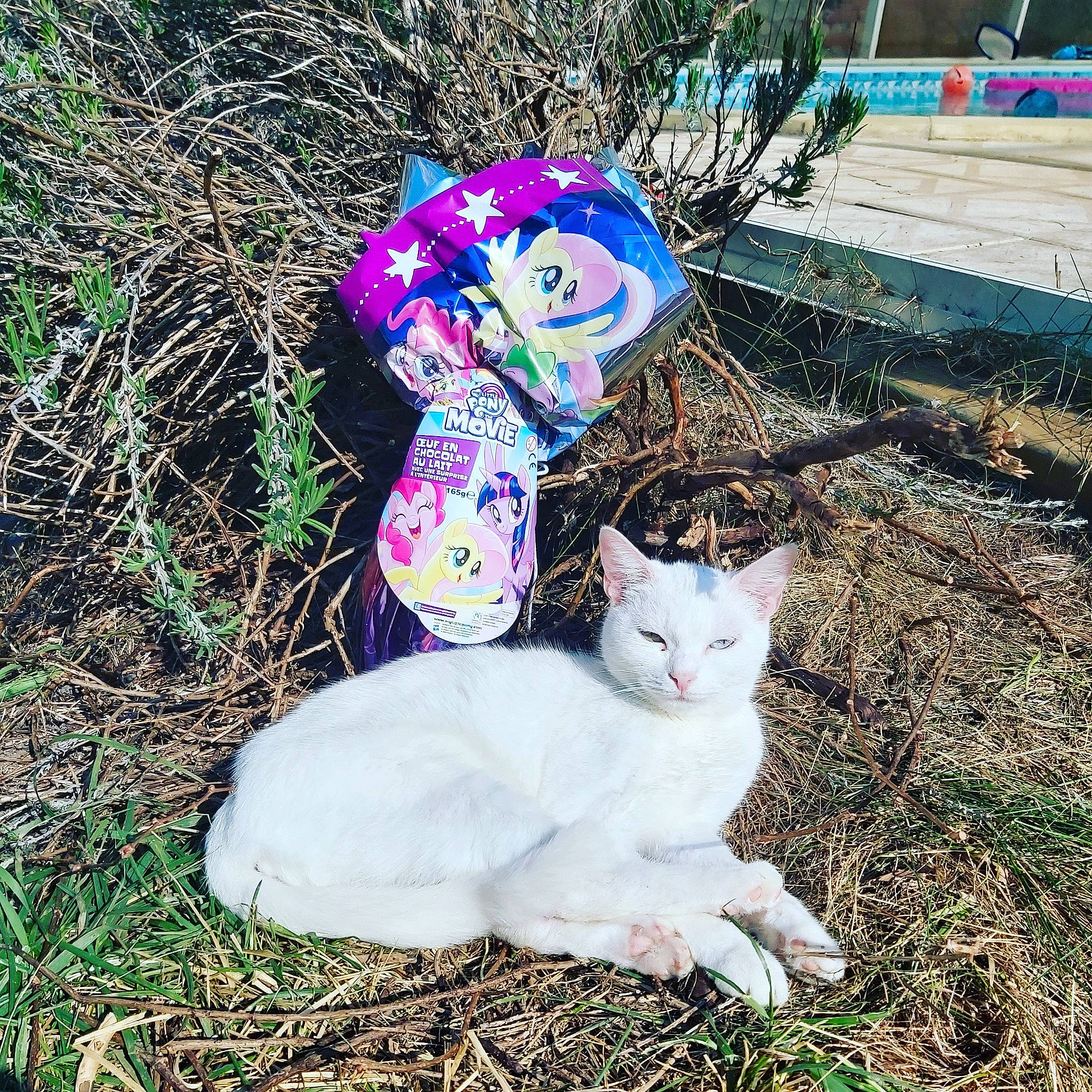 Masha a rejoint le concours — aidez-le/la à gagner de superbes lots ! art, carnivore, cat, domestic_short_haired_cat, fashion_accessory, fawn, felidae, fur, grass, hat, lawn_ornament, paw, plant, sitting, small_to_medium_sized_cats, soil, tail, tree, whiskers, winter