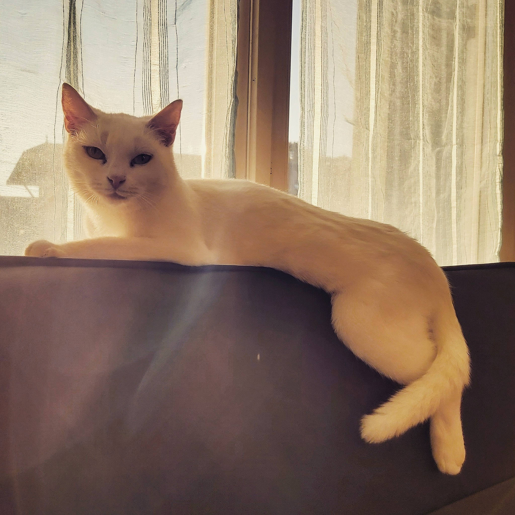 Masha participe au concours pour gagner de l'argent avec cette photo : carnivore, cat, chest, comfort, curtain, eye, eyebrow, fawn, felidae, flooring, foot, fur, human_leg, nose, small_to_medium_sized_cats, snout, tail, trunk, whiskers, wood