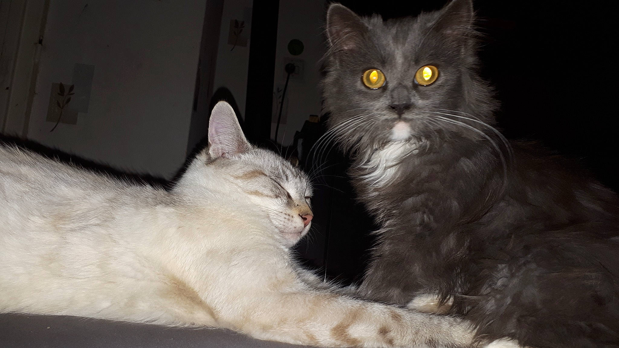 Shlappy Et Chino a rejoint le concours — aidez-le/la à gagner de superbes lots ! asian, asian_semi_longhair, british_semi_longhair, burmilla, carnivore, cat, domestic_long_haired_cat, domestic_short_haired_cat, european_shorthair, eye, felidae, fur, kitten, mammal, norwegian_forest_cat, polydactyl_cat, small_to_medium_sized_cats, turkish_angora, vertebrate, whiskers