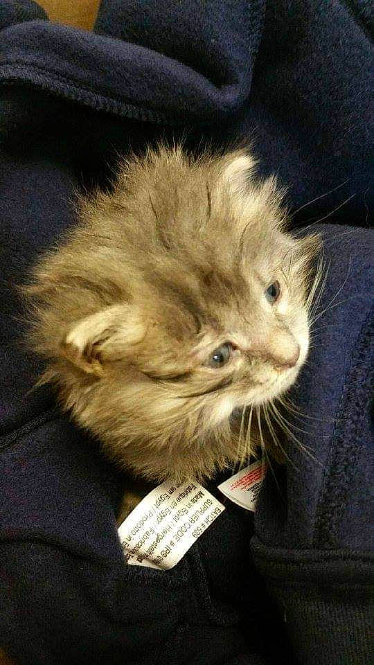 Lixie participe au concours pour gagner de l'argent avec cette photo : british_longhair, carnivore, cat, claw, comfort, companion_dog, fashion_accessory, fawn, felidae, fur, paw, small_to_medium_sized_cats, snout, tail, terrestrial_animal, whiskers