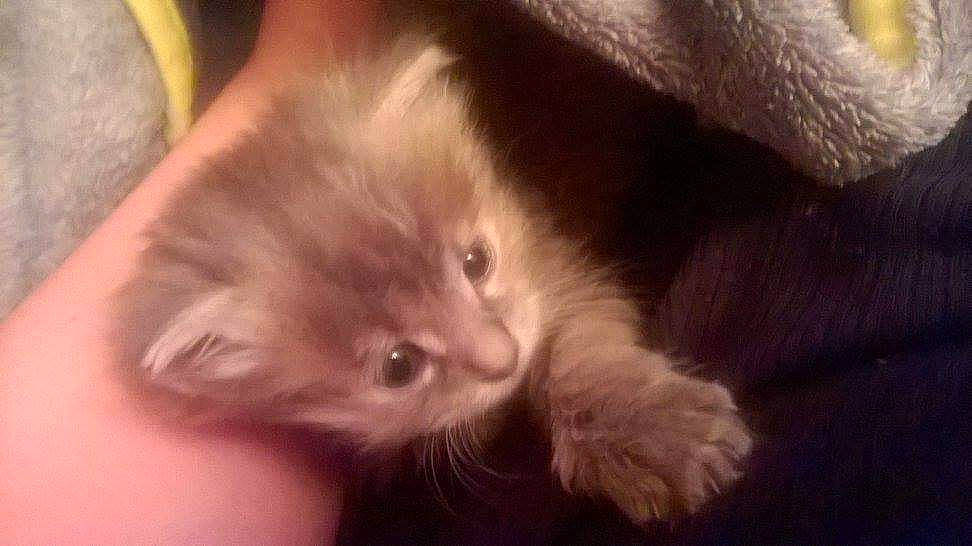 Lixie participe au concours pour gagner de l'argent avec cette photo : carnivore, cat, claw, domestic_short_haired_cat, ear, fawn, felidae, fur, gesture, paw, small_to_medium_sized_cats, whiskers