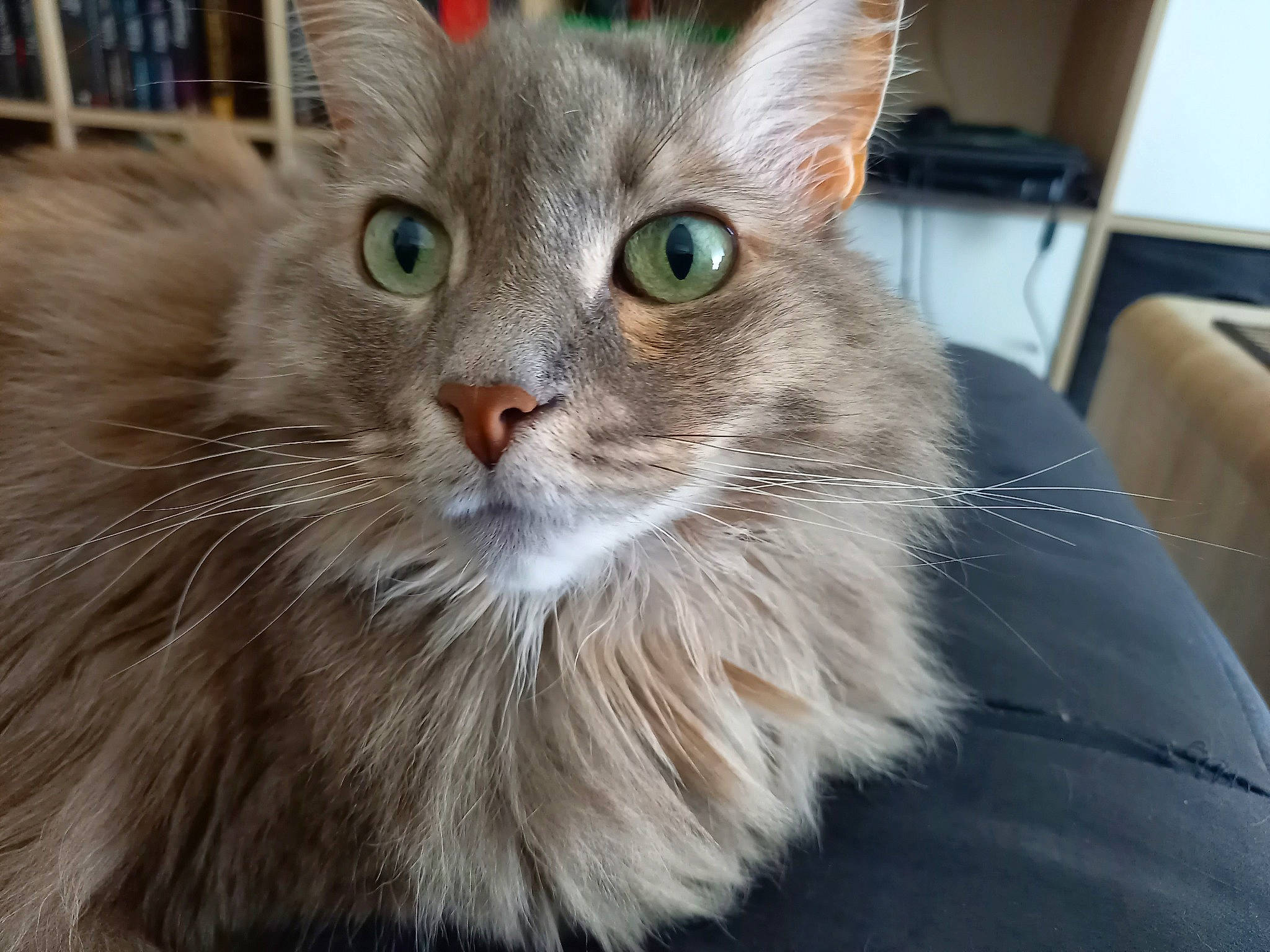 Lixie a rejoint le concours — aidez-le/la à gagner de superbes lots ! box, british_longhair, carnivore, cat, domestic_short_haired_cat, fawn, felidae, fur, iris, small_to_medium_sized_cats, snout, television, whiskers, window