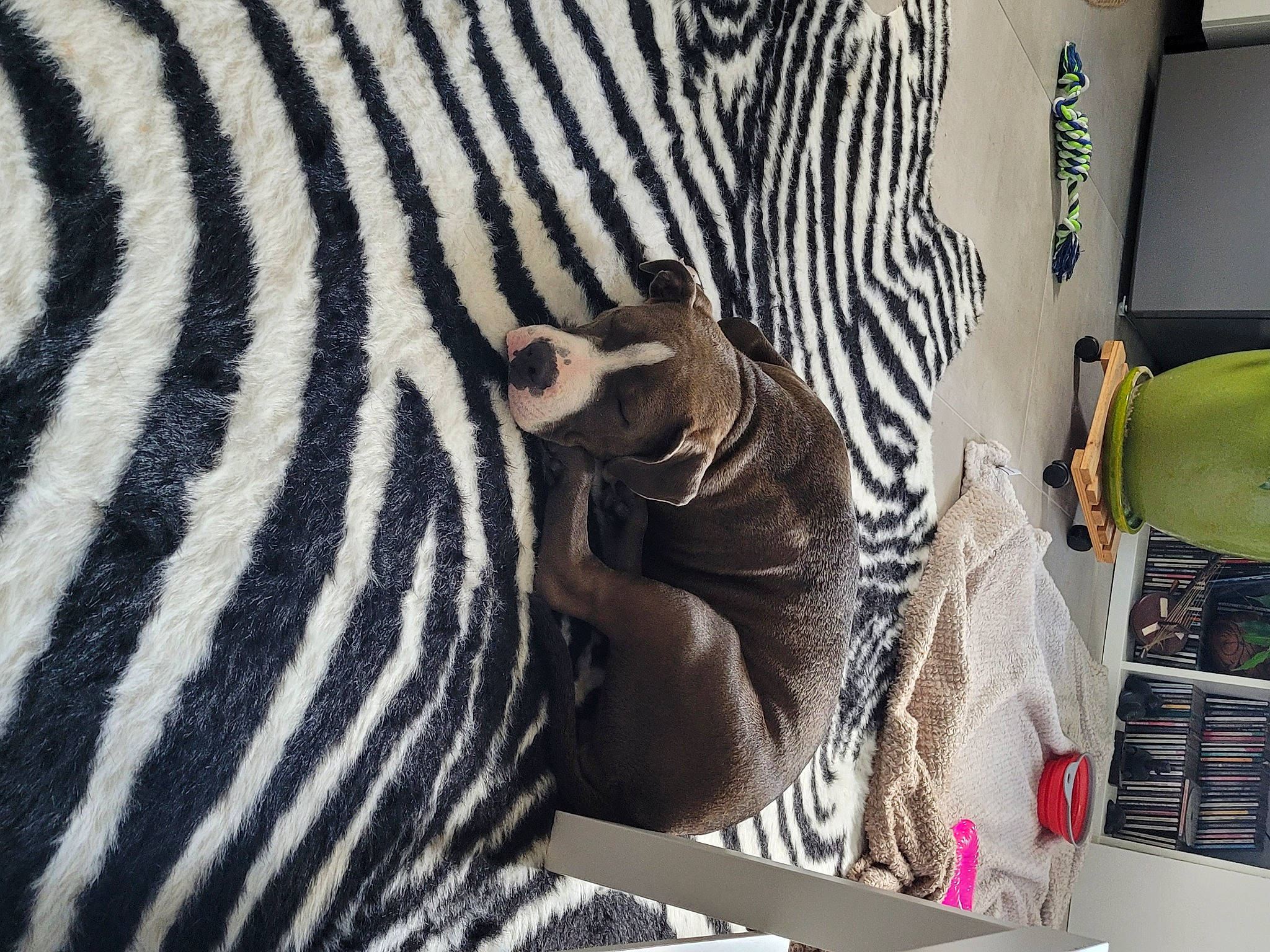 Misha participe au concours pour gagner de l'argent avec cette photo : eyelash, fur, herd, landscape, mammal, monochrome, monochrome_photography, organism, pattern, recreation, snout, terrestrial_animal, vertebrate, visual_arts, wildlife, window, zebra, zoo