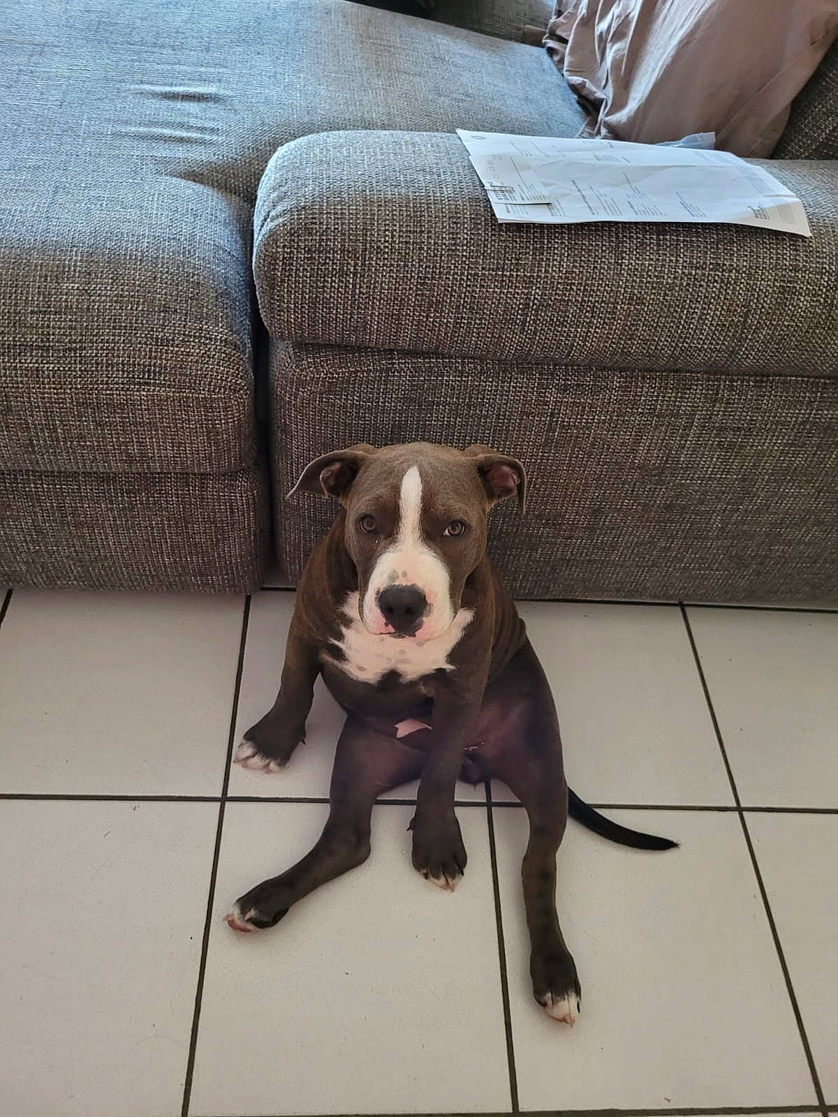 Misha participe au concours pour gagner de l'argent avec cette photo : carnivore, collar, comfort, companion_dog, couch, dog, dog_breed, dog_collar, door, floor, flooring, leash, liver, metal, pet_supply, snout, sporting_group, tail, window, working_animal