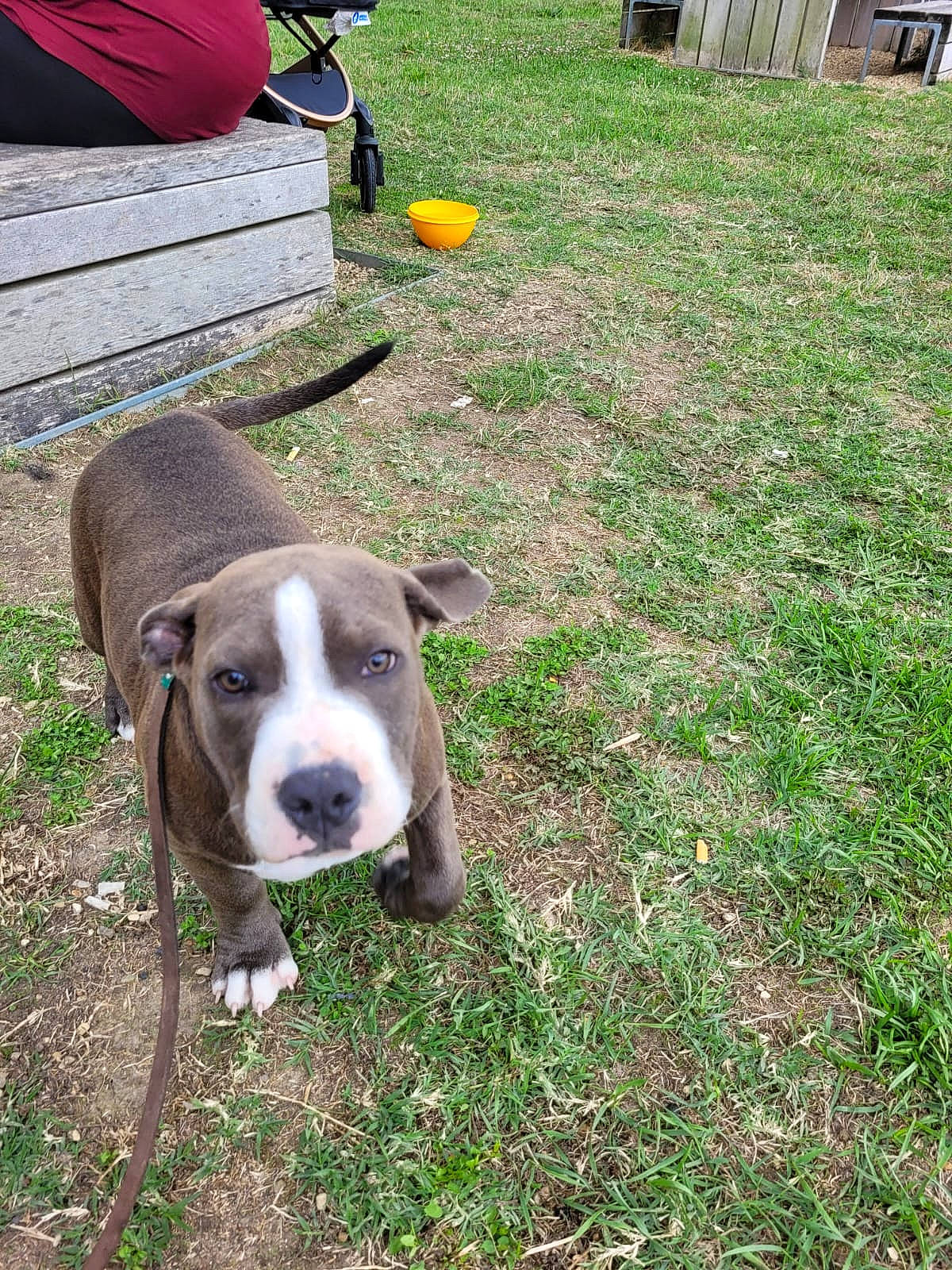 Misha a rejoint le concours — aidez-le/la à gagner de superbes lots ! canidae, carnivore, collar, companion_dog, dog, dog_breed, dog_collar, dog_supply, fawn, grass, groundcover, hunting_dog, luggage_and_bags, non_sporting_group, snout, tail, terrestrial_animal, working_animal, working_dog, yard