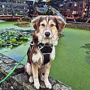 Arthur is registered to the contest to win money with this photo: algae, animal, cute, daylight, dog, dragon, flower, green, harness, leash, nature, outdoor, pet, picnic_table, pond, rustic, sitting, statue, stone_wall, wooden_building