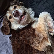 Arthur is registered to the contest to win money with this photo: dog, pet, fluffy, lying_down, indoor, close_up, happy, fur, nose, teeth, brown_fur, white_fur, ears, bed, blanket, relaxed, cute, animal, canine, portrait