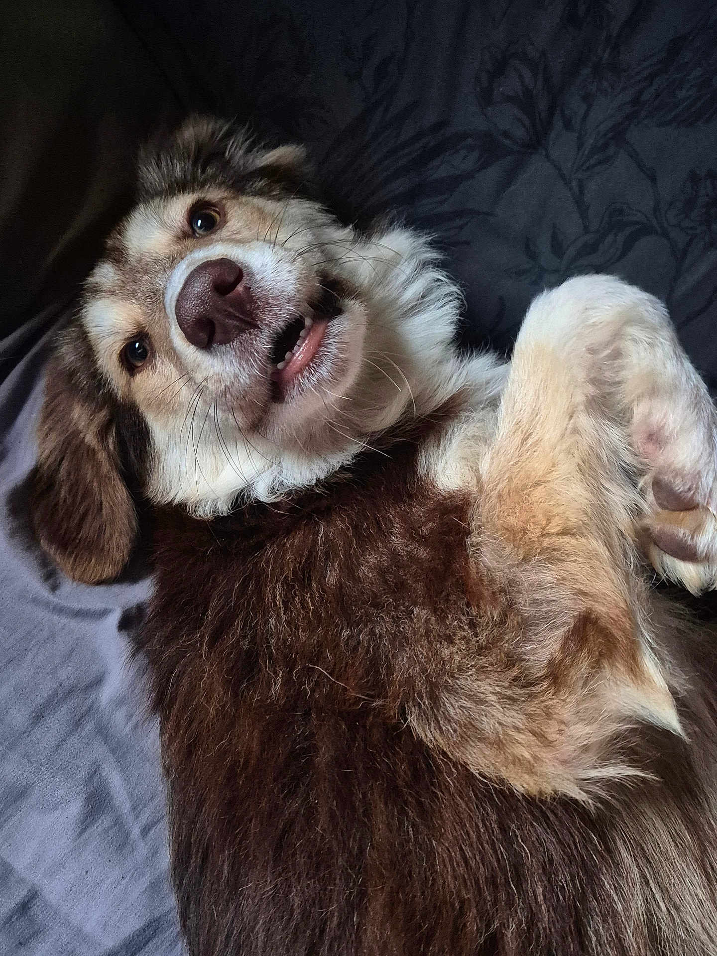 Arthur is registered to the contest to win money with this photo: dog, pet, fluffy, lying_down, indoor, close_up, happy, fur, nose, teeth, brown_fur, white_fur, ears, bed, blanket, relaxed, cute, animal, canine, portrait