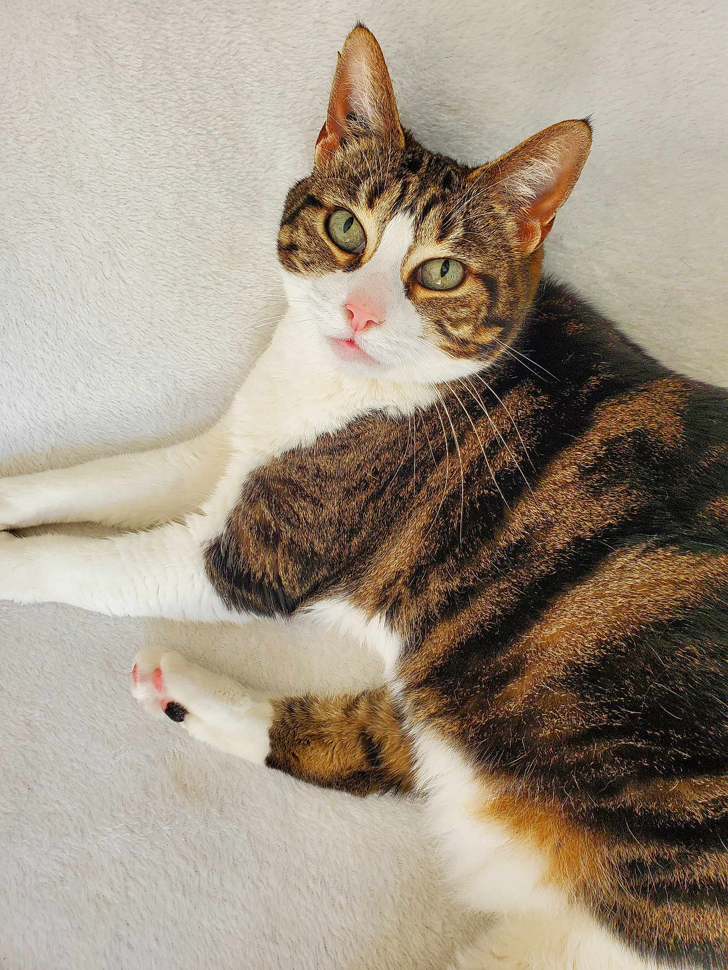 Hinata participe au concours pour gagner de l'argent avec cette photo : cat, tabby, green_eyes, whiskers, fur, relaxed, pet, animal, indoor, soft_texture, blanket, laying_down, close_up, cute, feline, domestic_cat, pink_nose, paws, striped_fur, cozy