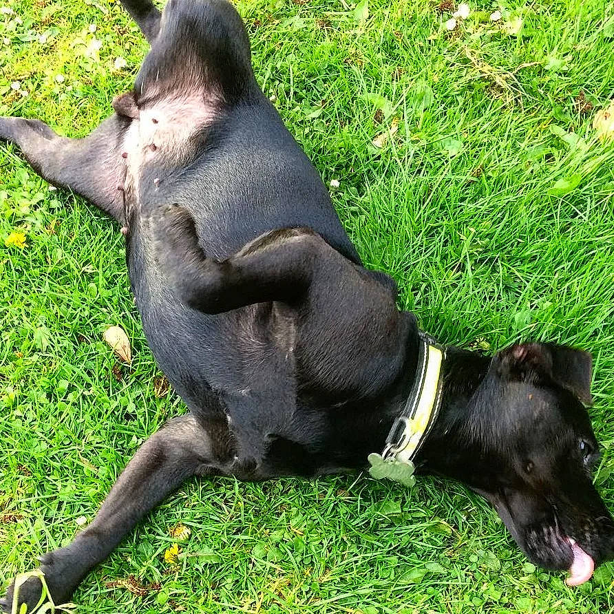 Marley joined the competition — help win amazing prizes! canidae, carnivore, collar, companion_dog, dog, dog_breed, dog_collar, dog_supply, grass, guard_dog, hunting_dog, non_sporting_group, pet_supply, plant, snout, sporting_group, tail, terrestrial_animal, working_animal