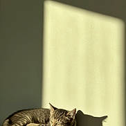 Grisou a rejoint le concours — aidez-le/la à gagner de superbes lots ! kitten, cat, sleeping, nap, sunlight, shadow, tabby, indoor, cozy, cute, feline, pet, resting, soft, warm_light, animal, young, fur, whiskers, relaxing