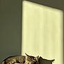 kitten, cat, sleeping, nap, sunlight, shadow, tabby, indoor, cozy, cute, feline, pet, resting, soft, warm_light, animal, young, fur, whiskers, relaxing