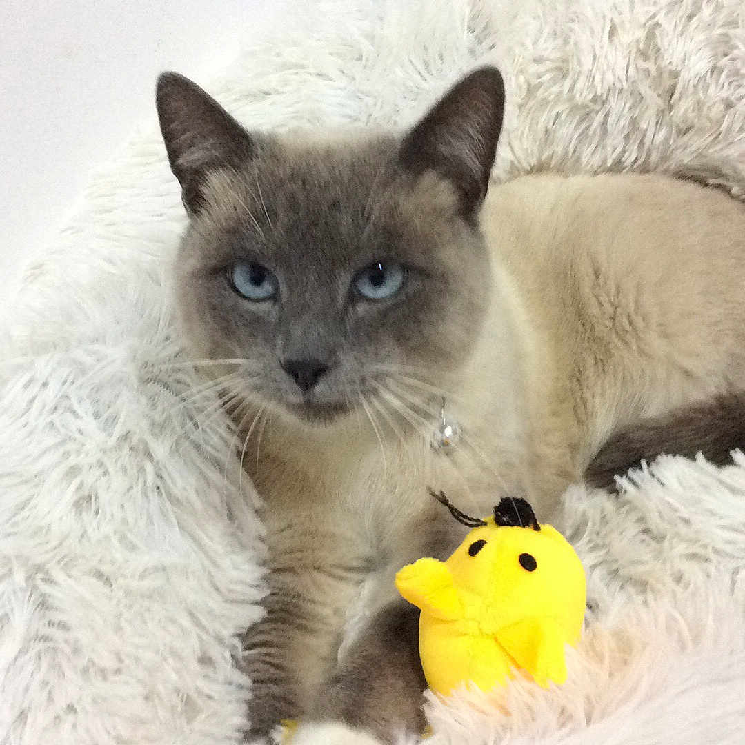 Ramses participe au concours pour gagner de l'argent avec cette photo : animal, blue_eyes, cat, comfort, cozy, cute, domestic_cat, feline, fluffy_blanket, indoor, lying_down, pet, plush_toy, relaxed, resting, siamese, soft_texture, toy, whiskers, yellow_toy