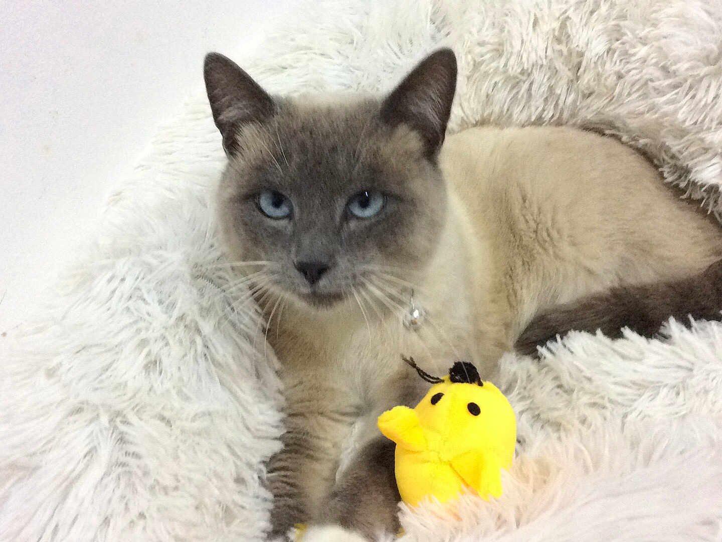 Ramses participe au concours pour gagner de l'argent avec cette photo : cat, siamese, blue_eyes, fluffy_blanket, plush_toy, yellow_toy, pet, indoor, relaxed, cute, feline, animal, cozy, resting, whiskers, soft_texture, domestic_cat, lying_down, comfort, toy