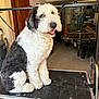 dog, black_and_white, fluffy, sitting, grooming_table, garage, smiling, pet, indoors, fur, animal, canine, happy, looking_up, cute, domestic, friendly, medium_size, well_groomed, household