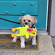 Charlie Haro is registered to the contest to win money with this photo: dog, small_dog, toy, plush_toy, yellow_toy, welcome_mat, door, teal_door, leash, pet, animal, outside, concrete, pavement, cute, playful, fur, sitting, front_door, house_entrance