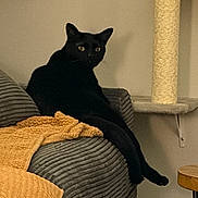 Rue is registered to the contest to win money with this photo: black_cat, cat, pet, indoor, couch, blanket, knitted_blanket, scratching_post, furniture, cozy, relaxed, yellow_eyes, gray_couch, wooden_table, cat_pose, domestic_cat, home, animal, feline, curious