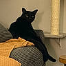 black_cat, cat, pet, indoor, couch, blanket, knitted_blanket, scratching_post, furniture, cozy, relaxed, yellow_eyes, gray_couch, wooden_table, cat_pose, domestic_cat, home, animal, feline, curious