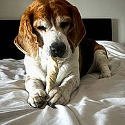 Jazz a rejoint le concours — aidez-le/la à gagner de superbes lots ! dog, beagle, pet, bed, bone, chewing, animal, indoor, white_bed, fur, paws, resting, cute, canine, home, relaxed, snout, ears, sleepy, companion