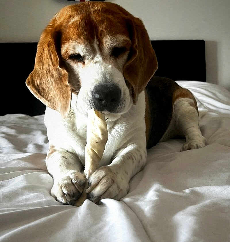 Jazz a rejoint le concours — aidez-le/la à gagner de superbes lots ! dog, beagle, pet, bed, bone, chewing, animal, indoor, white_bed, fur, paws, resting, cute, canine, home, relaxed, snout, ears, sleepy, companion
