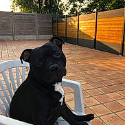 Paco a rejoint le concours — aidez-le/la à gagner de superbes lots ! animal, backyard, black_dog, chair, companion, curious, daylight, dog, domestic_animal, fence, head_tilt, outdoor, pet, plastic_chair, portrait, relaxing, sitting, sunlight, tiles, trees