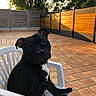 animal, backyard, black_dog, chair, companion, curious, daylight, dog, domestic_animal, fence, head_tilt, outdoor, pet, plastic_chair, portrait, relaxing, sitting, sunlight, tiles, trees