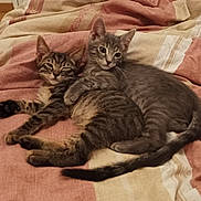 Anna participe au concours pour gagner de l'argent avec cette photo : abyssinian, animal, bed, bedroom, blanket, cat, couch, cushion, egyptiancat, furniture, homedecor, indoors, kitten, linen, manx, person, pet, quilt, room, sleeping