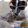 Fonzie a rejoint le concours — aidez-le/la à gagner de superbes lots ! canidae, carnivore, companion_dog, cool, dog, dog_breed, eyewear, glasses, goggles, personal_protective_equipment, photo_caption, puppy, rat_terrier, smooth_fox_terrier, snout, sporting_group, sunglasses, vision_care