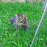 cat, tabby_cat, animal, pet, grass, garden, outdoors, greenery, wildflowers, crouching, sitting, whiskers, ears, eyes, fur, striped_fur, backyard, stone_wall, garden_furniture, nature
