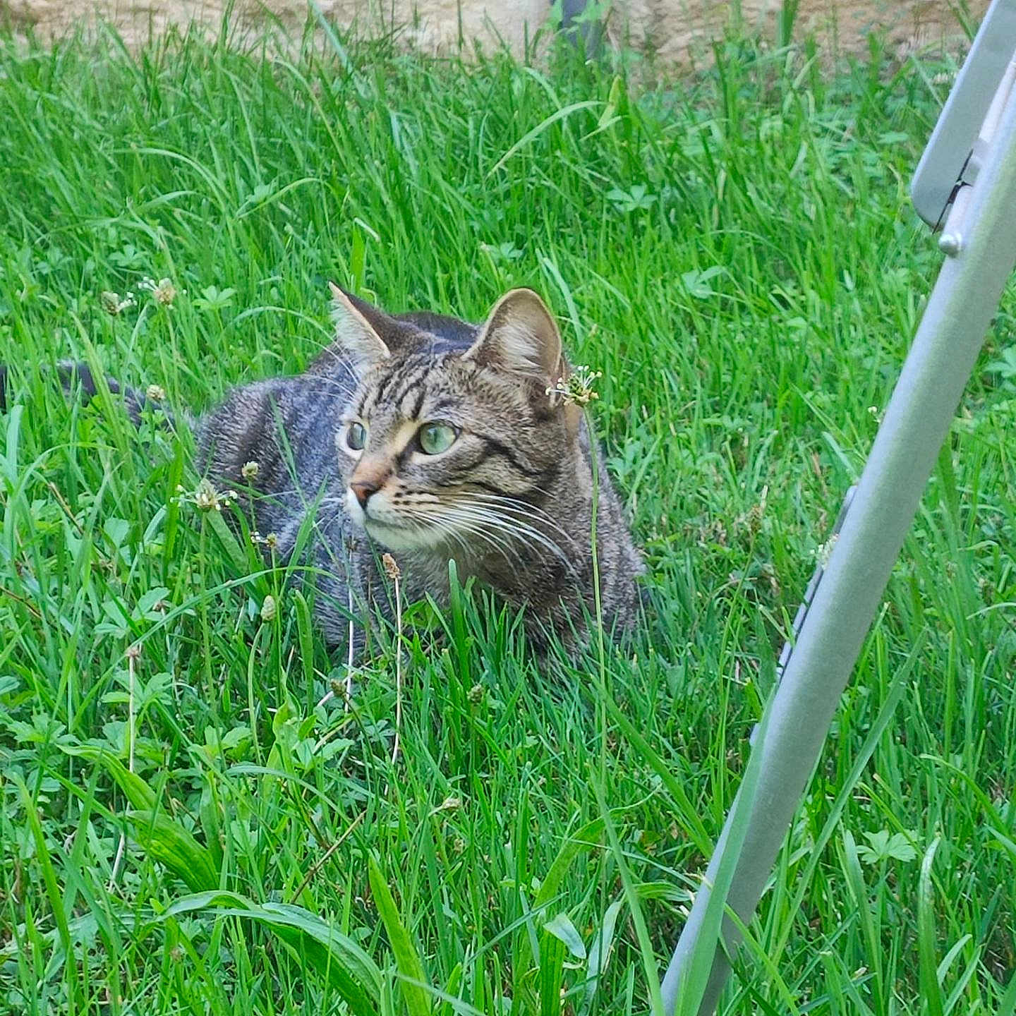 Sydney participe au concours pour gagner de l'argent avec cette photo : cat, tabby_cat, animal, pet, grass, garden, outdoors, greenery, wildflowers, crouching, sitting, whiskers, ears, eyes, fur, striped_fur, backyard, stone_wall, garden_furniture, nature